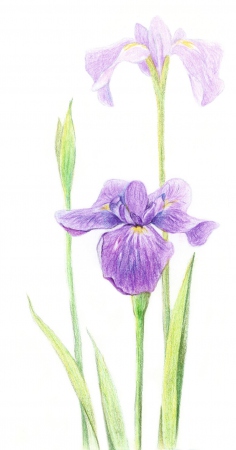 Tombow pencil Irojiten iris violet